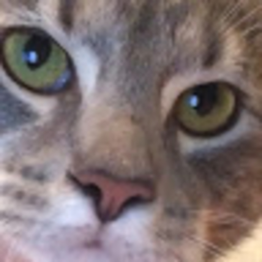 Meet your Posher, Alpha